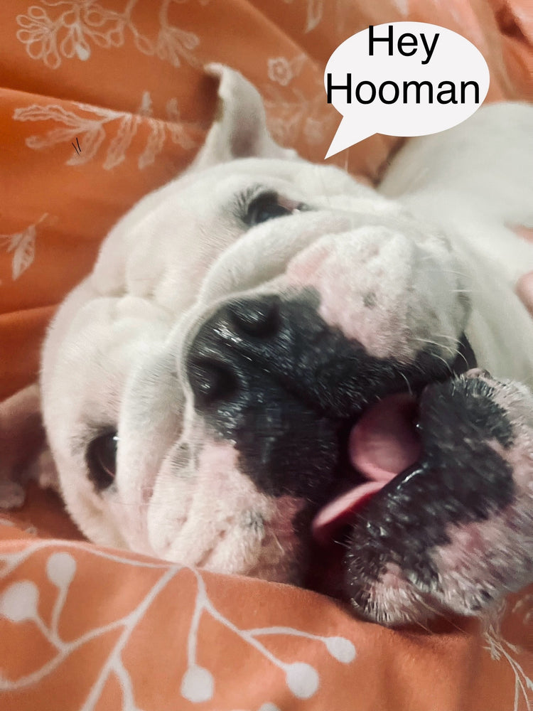 For my Hooman