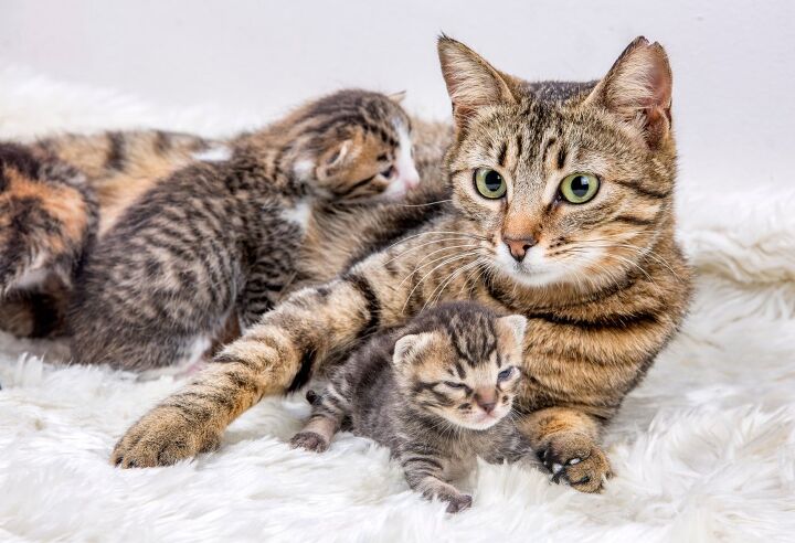 Cat & Kitten Products