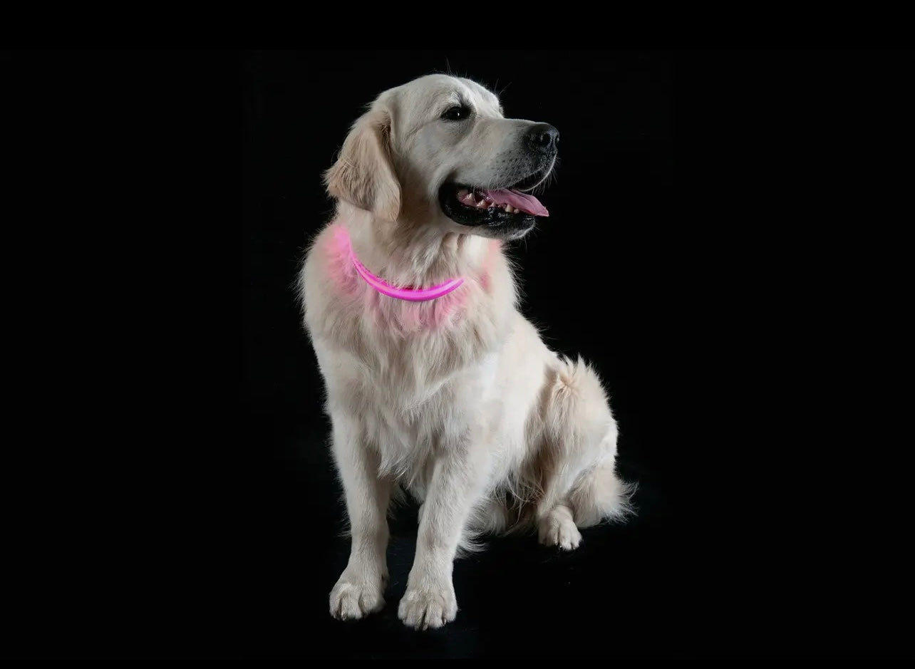 Led Safety Light-Up Dog Collar