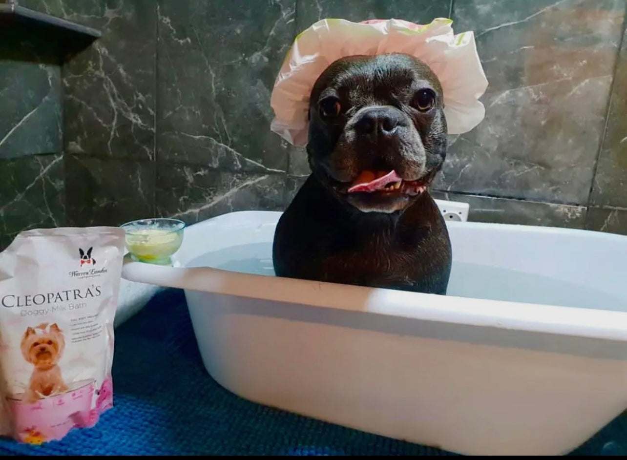 🥛🐶✨ Cleopatra's Doggy Milk Bath – A Luxurious Spa Experience for Your Pup ✨🐶🥛