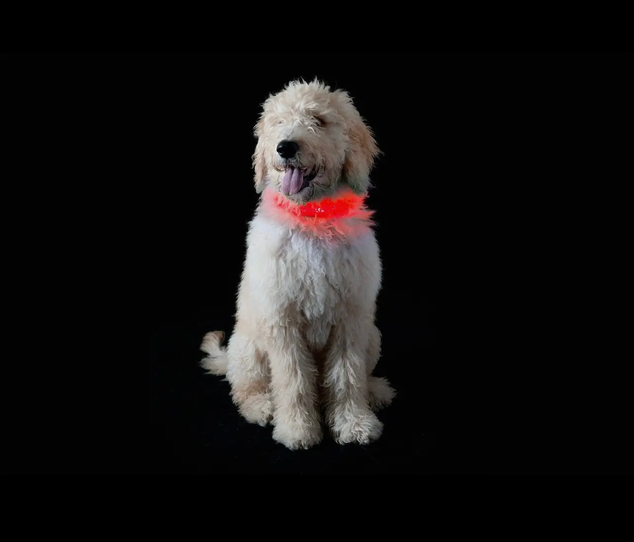 Led Safety Light-Up Dog Collar