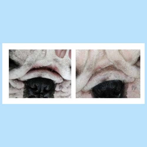 Squishface Wrinkle Paste for Dog Wrinkles & Tear Stains
