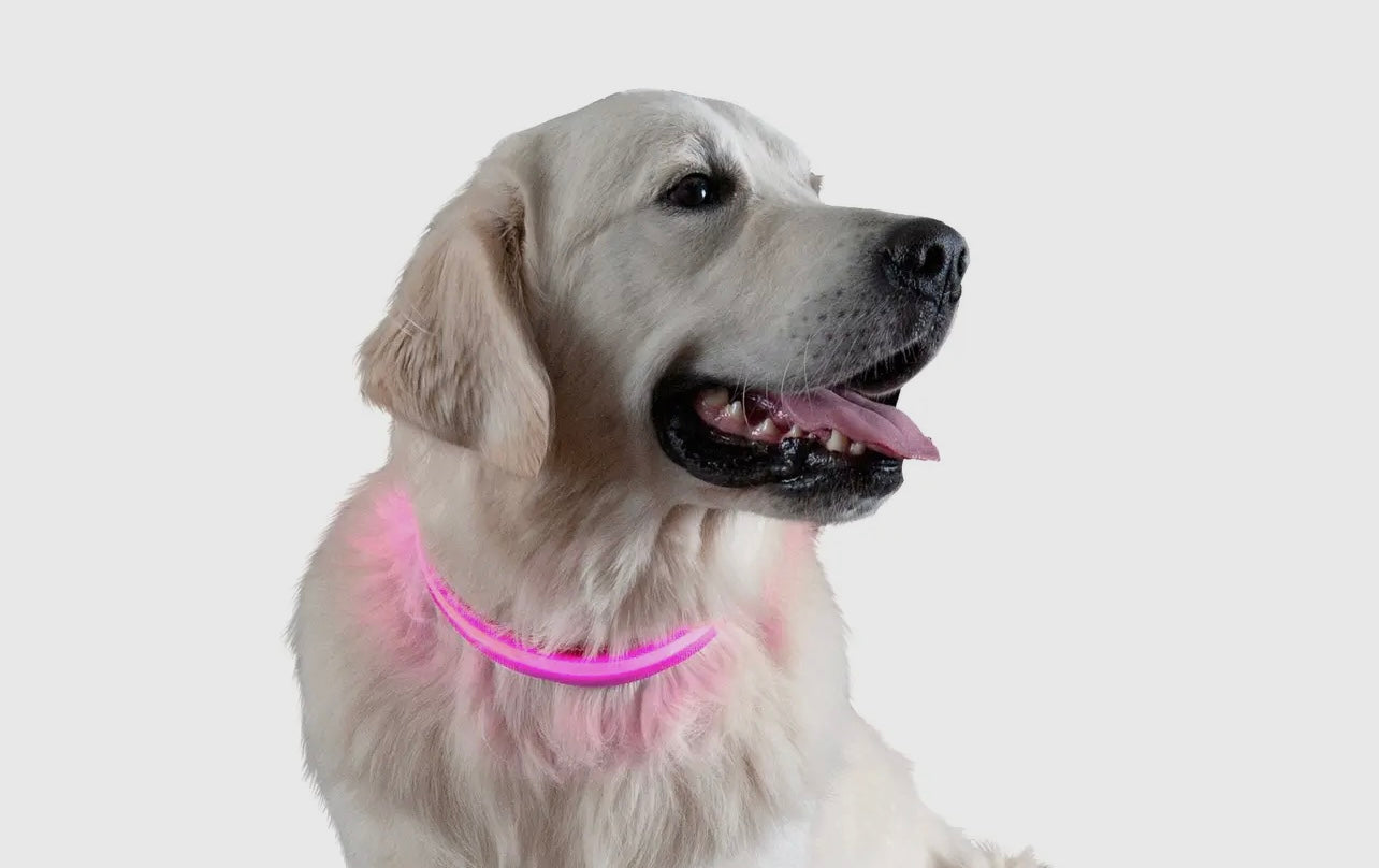 Led Safety Light-Up Dog Collar