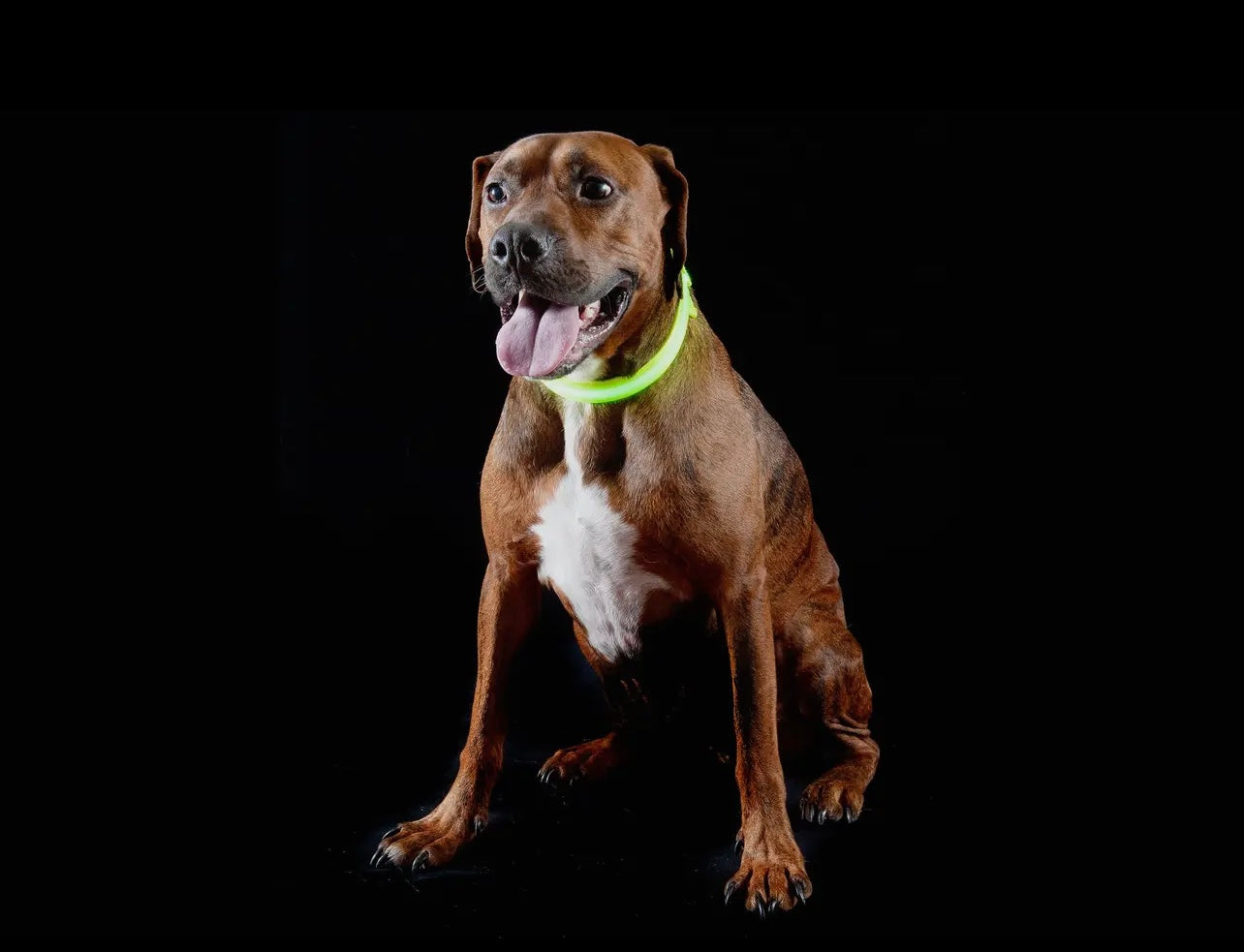 Led Safety Light-Up Dog Collar
