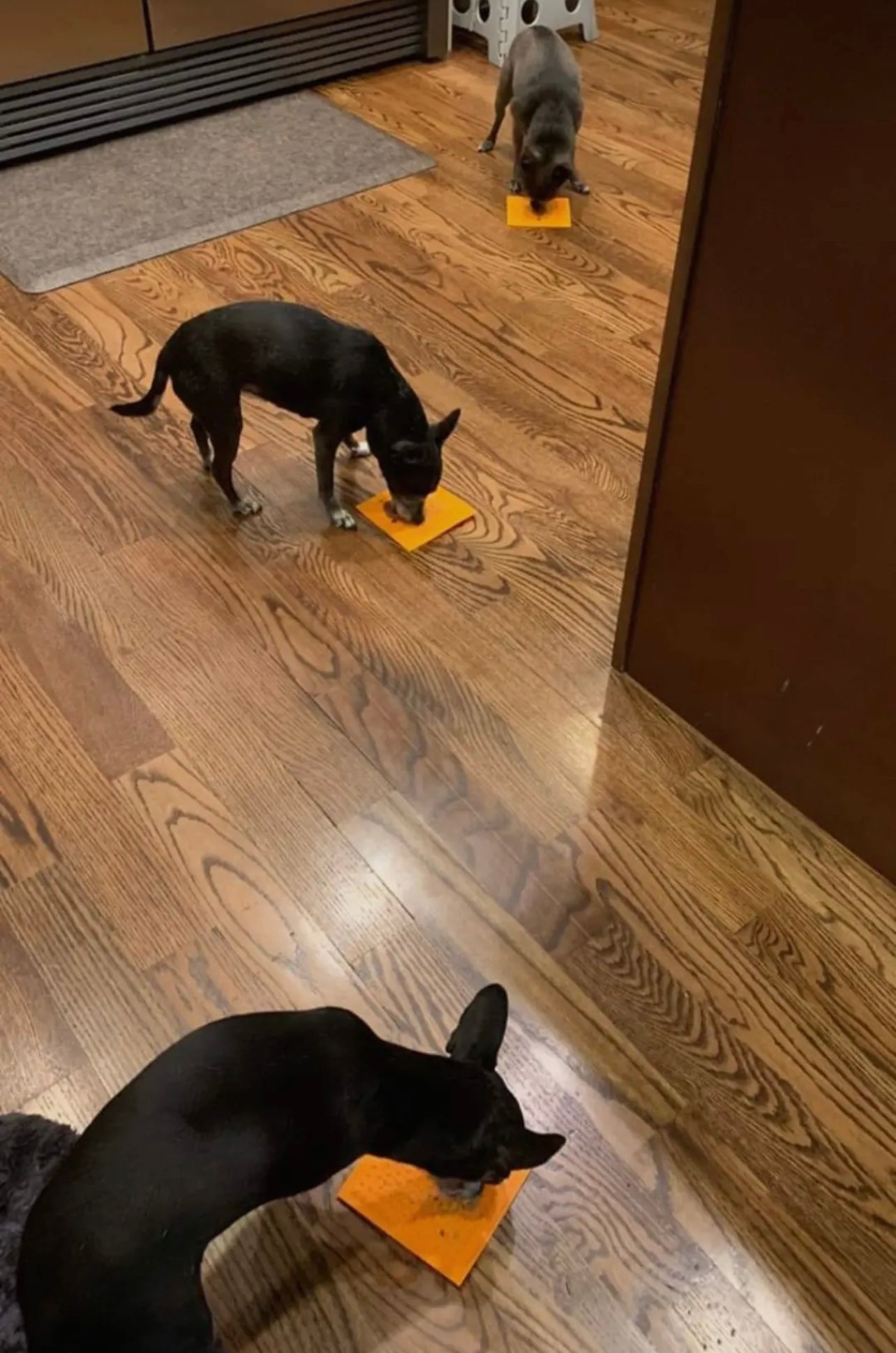 Lick Mat w/ Suction Cup