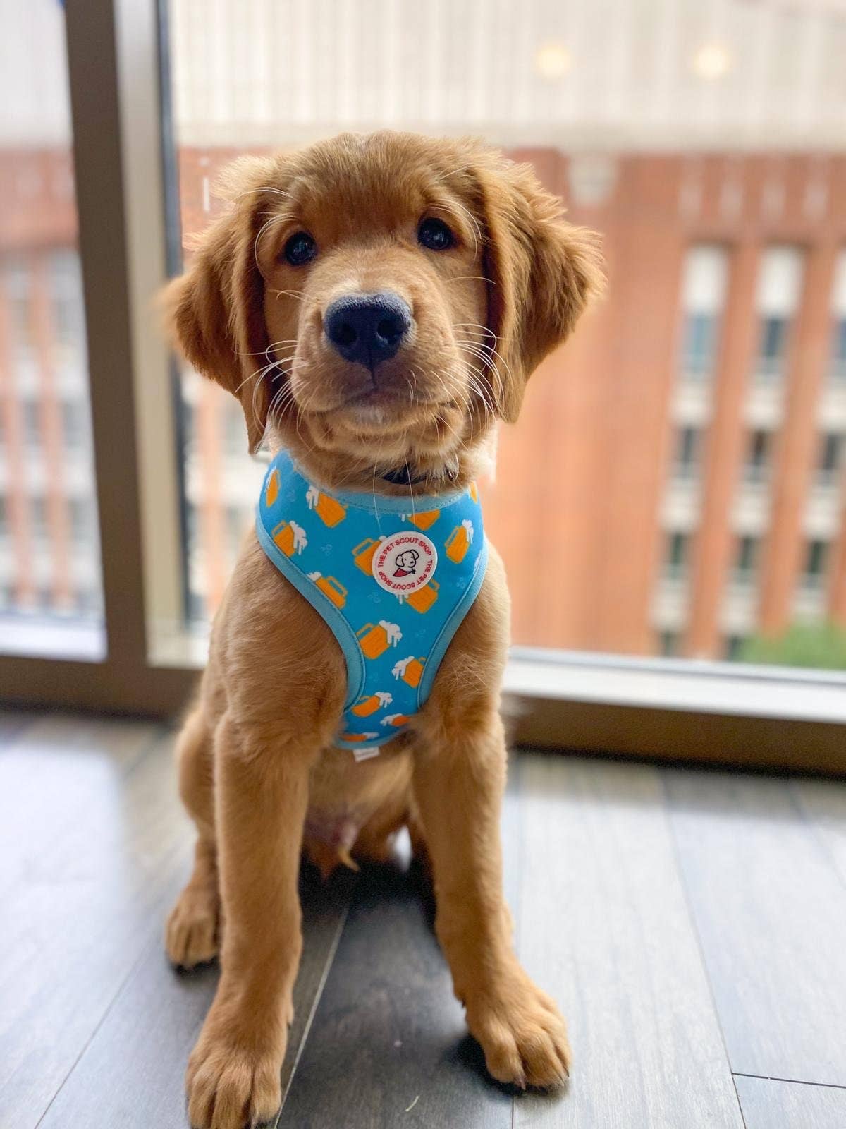 🍺☀️ Summer Beer Reversible Dog Harness