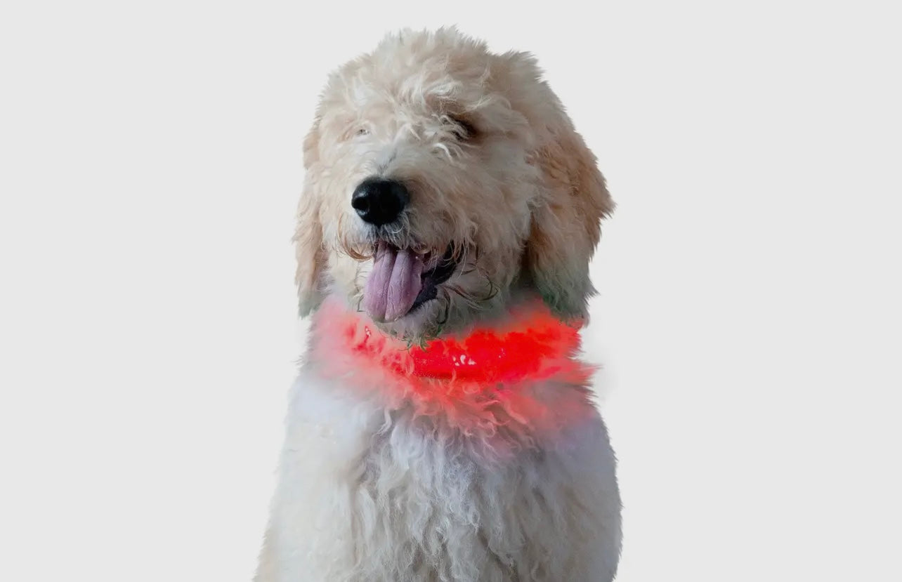 Led Safety Light-Up Dog Collar