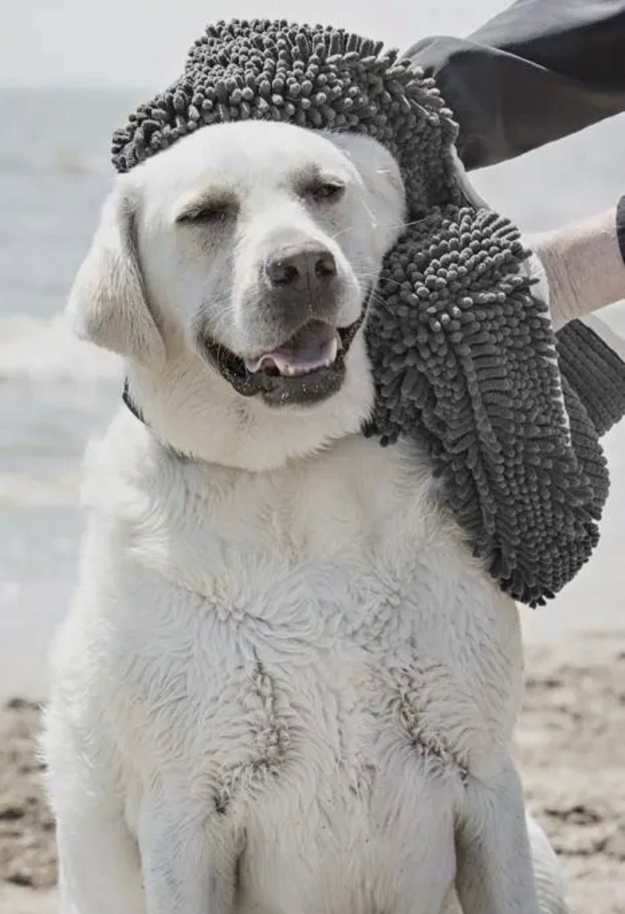 Soggy Doggy Super Shammy