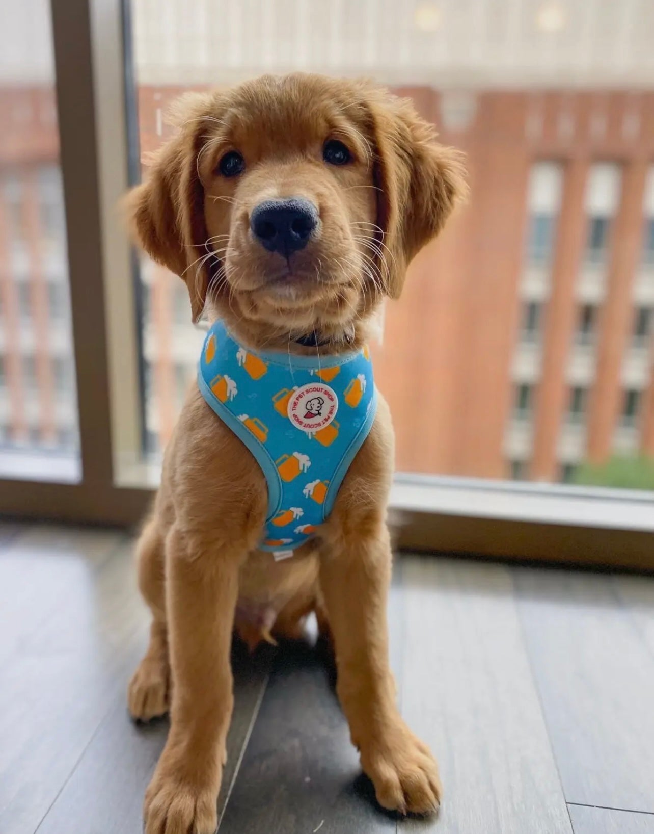 Summer Beer Reversible Harness