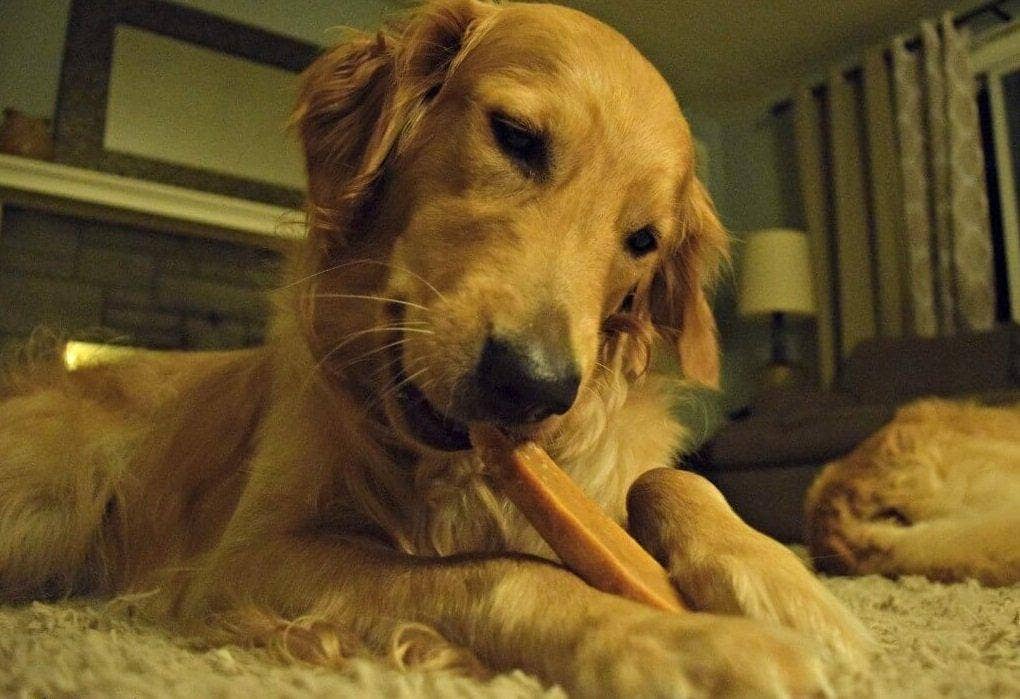 Gold Yak Dog Chews-Large