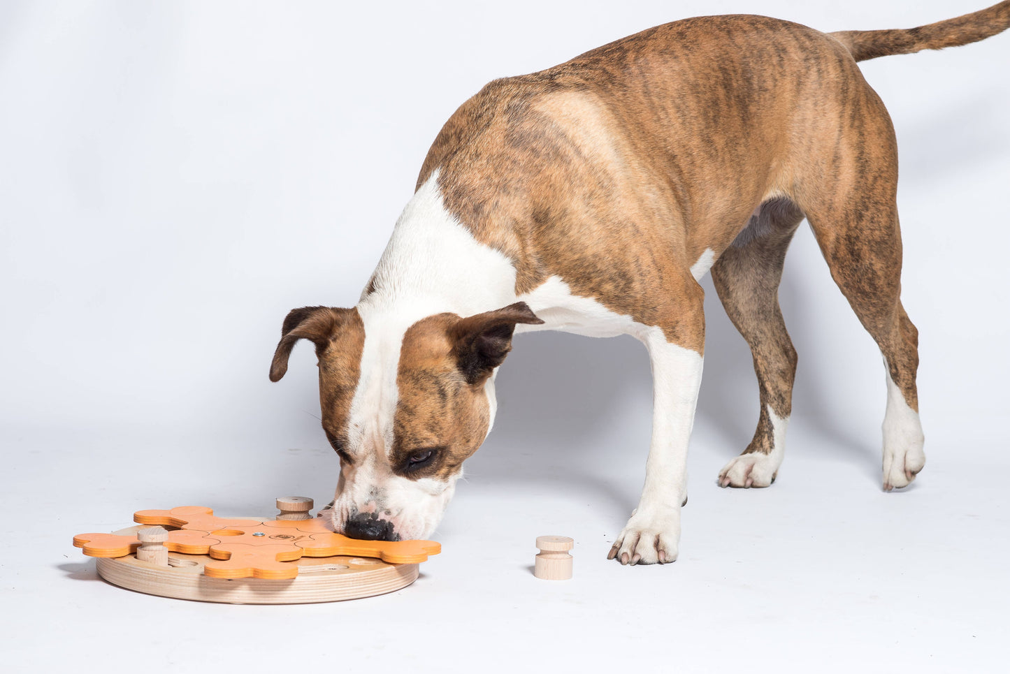 Carousel of Bones dog game