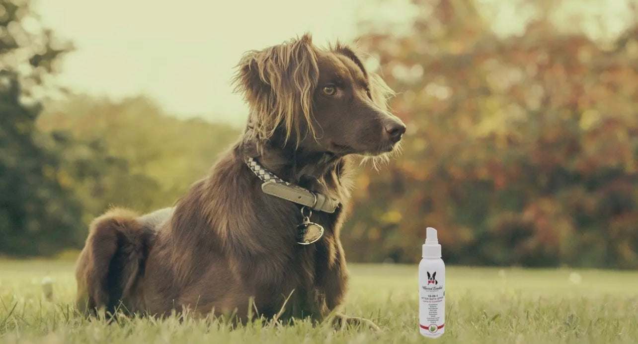 โจ๐ถ 10-in-1 After Bath Spray โ The Ultimate Leave-In Conditioner for Dogs ๐พ๐