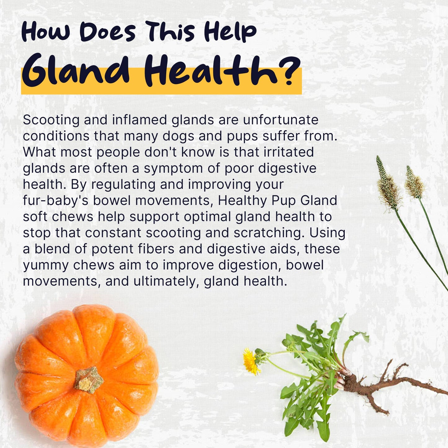💩🐾 Glands Support for Dogs