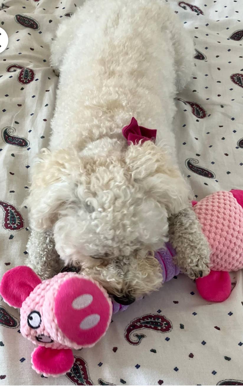 Piggy Plush Toy