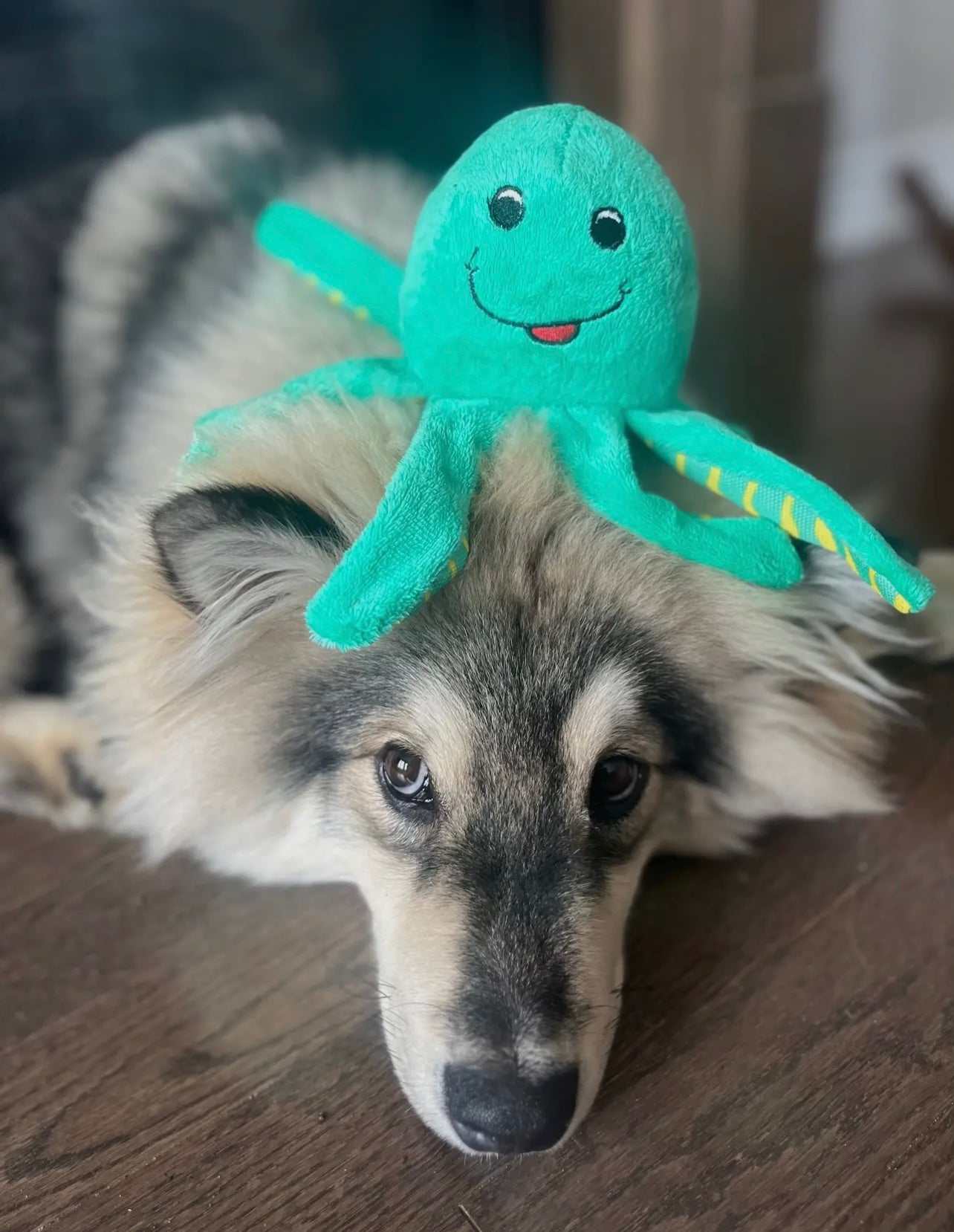🌍 Clean Earth Plush Toys – Eco‑Friendly Dog Toys Made from Recycled Plastic