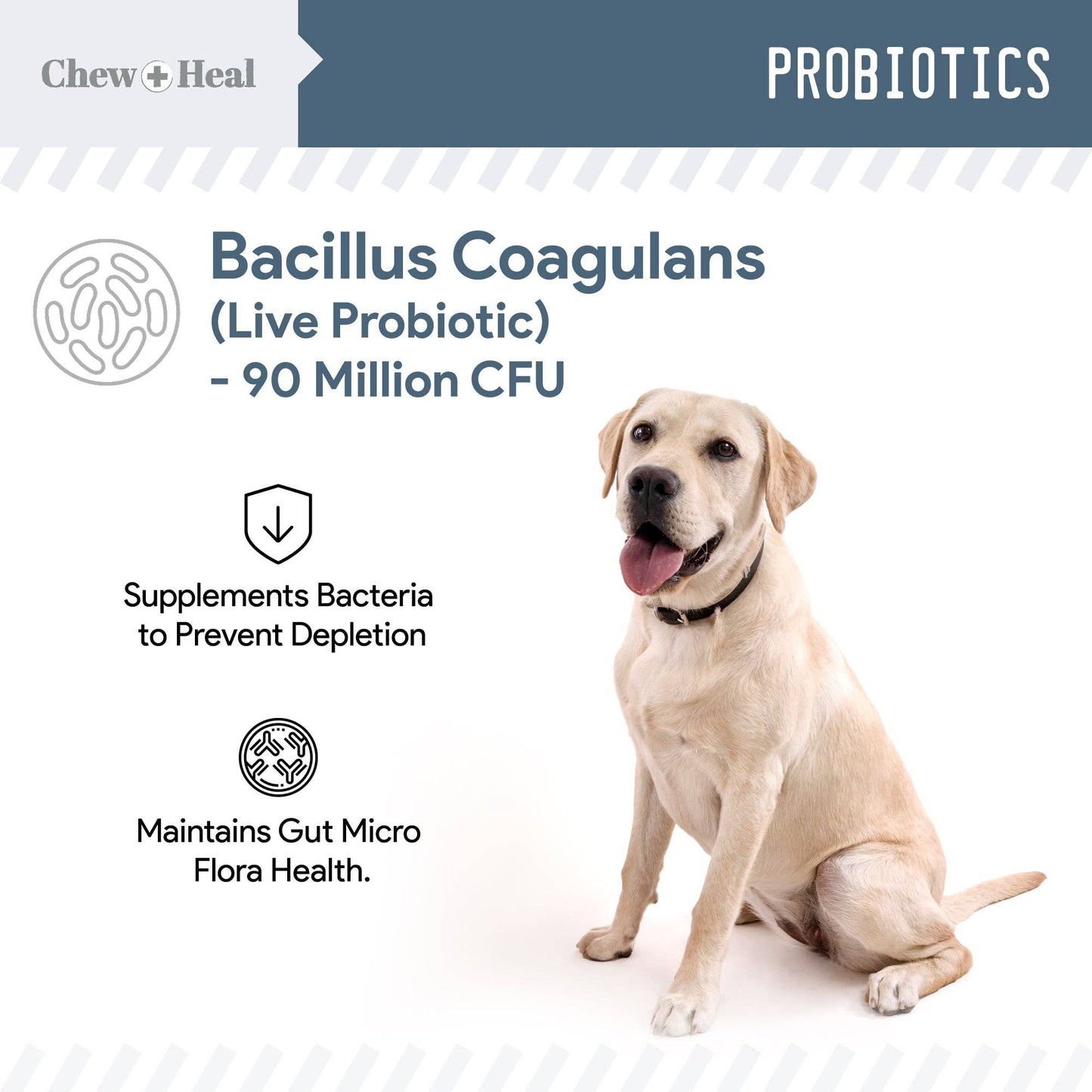 🐾🌿 Digestive Enzymes with Probiotics