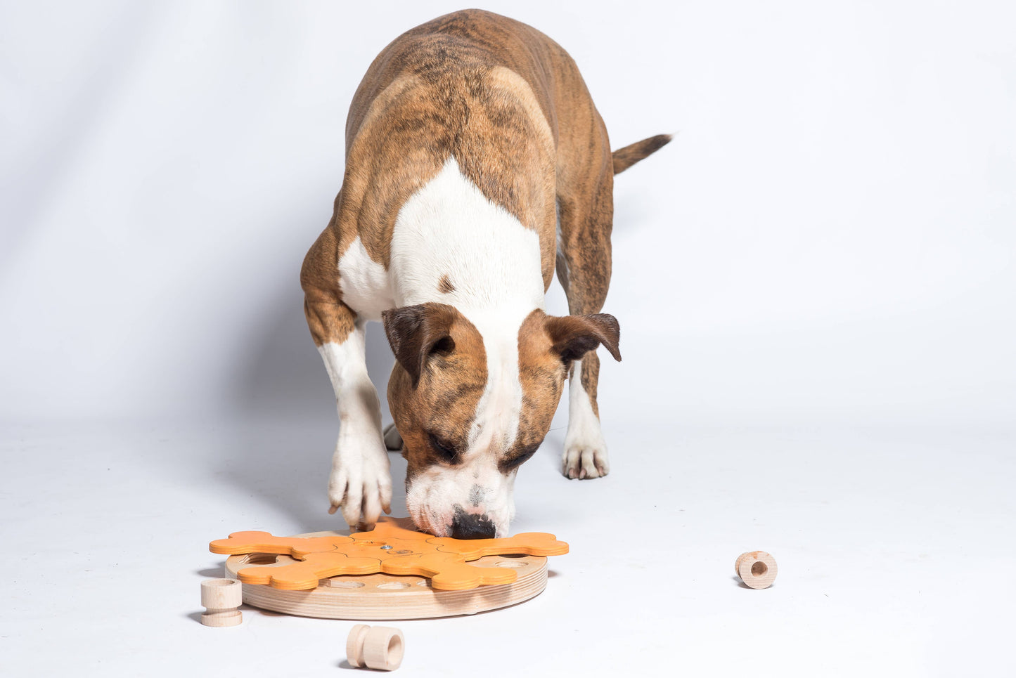 Carousel of Bones dog game