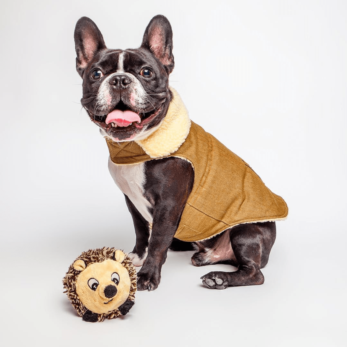 š¦š¾ Faball⢠Hedgehog Dog Toy