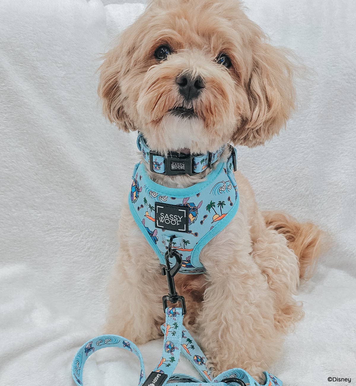 Disney Stitch Dog Two Piece Bundle - Disney's Stitch