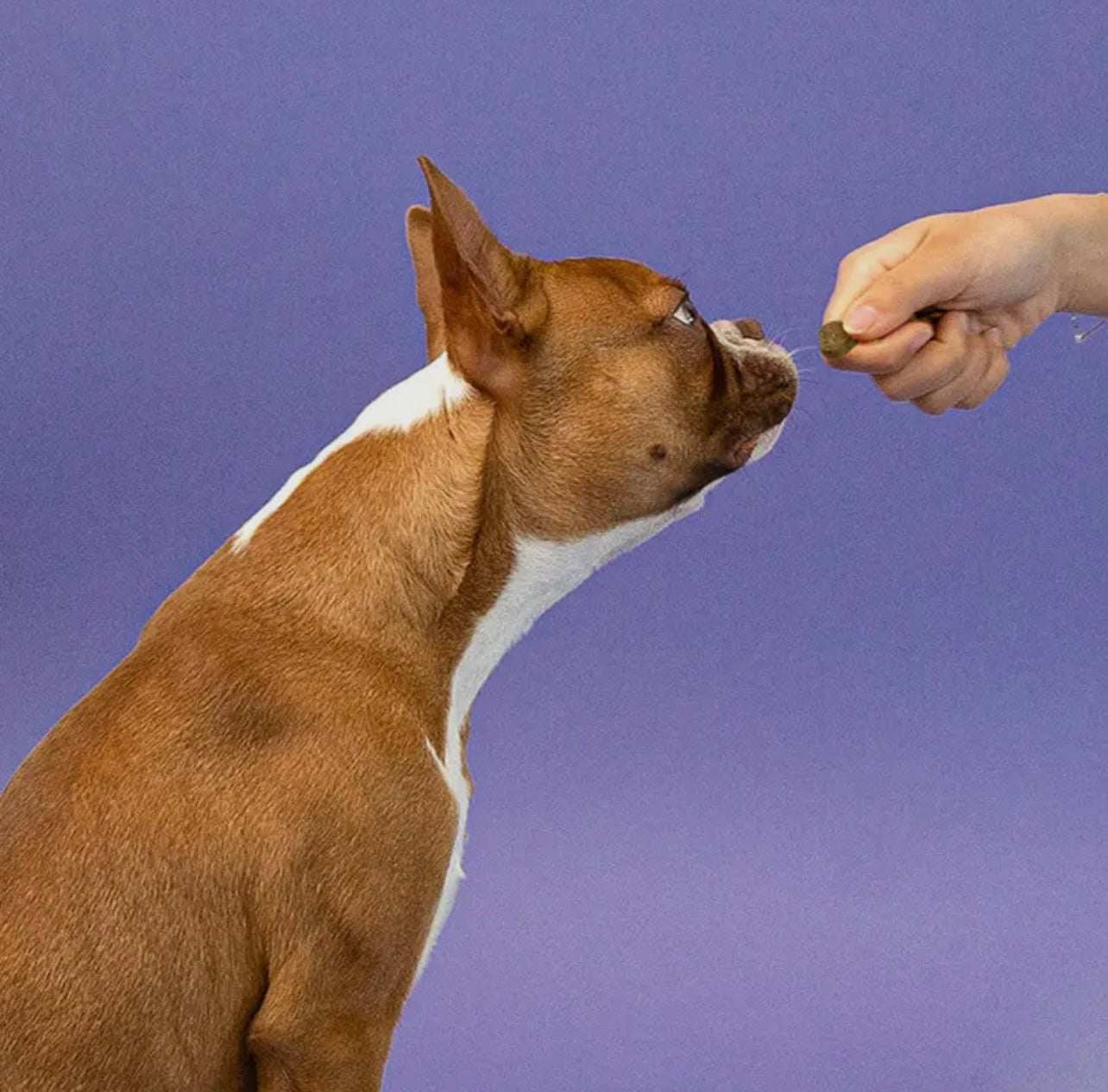 šæ Allergy Immune Soft Chew Treats