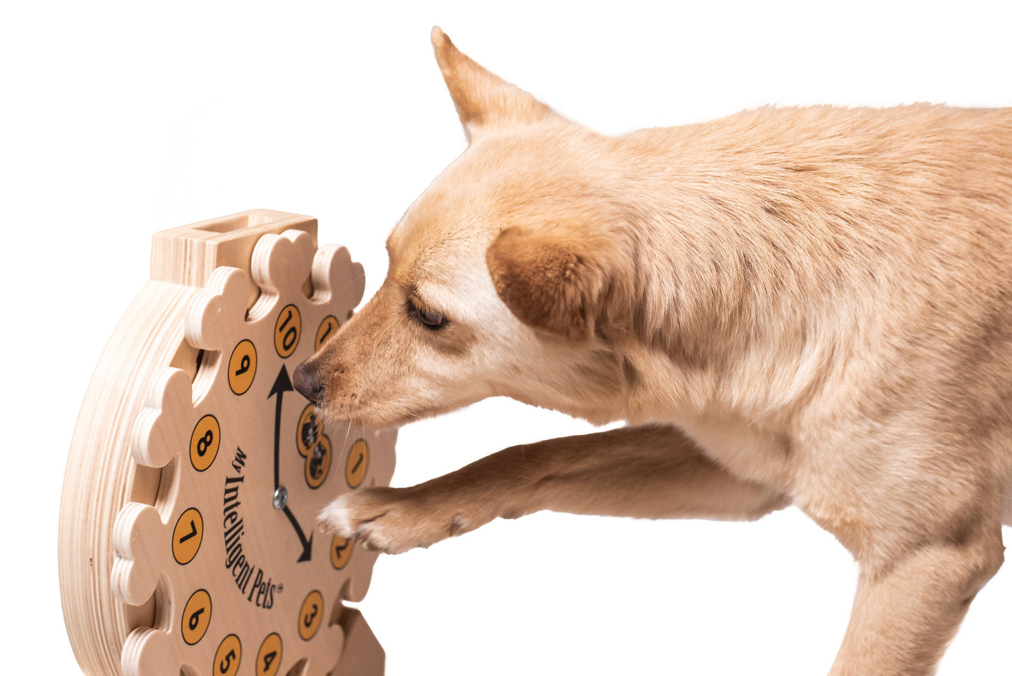 Pet's O'Clock enrichment toy