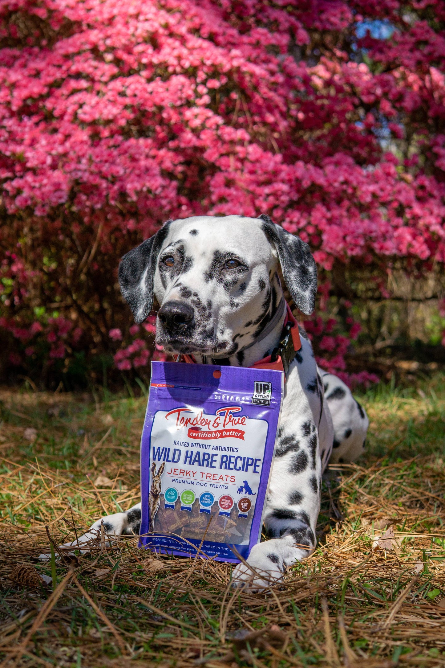 Wild Hare Recipe Jerky