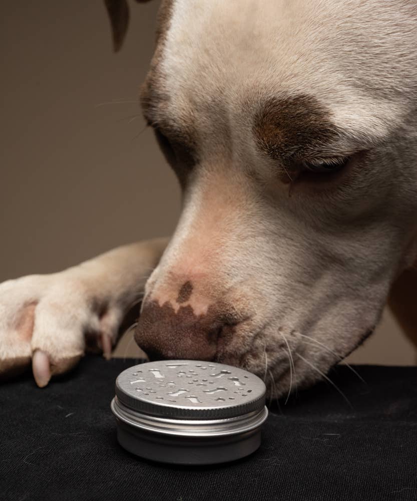 ๐ถ๐ Dog Scent Work / Nose Training Containers โ 2oz Magnetic Tins