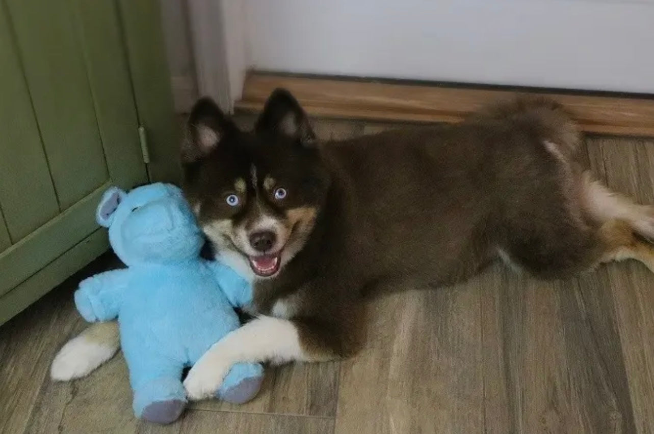 💜🦛 Herbie the Hippo Plush Dog Toy