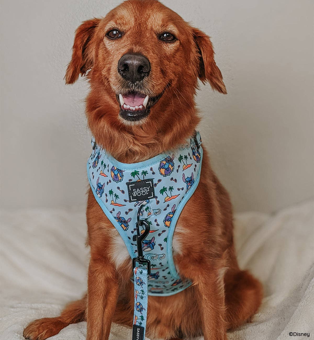 Disney Stitch Dog Two Piece Bundle - Disney's Stitch