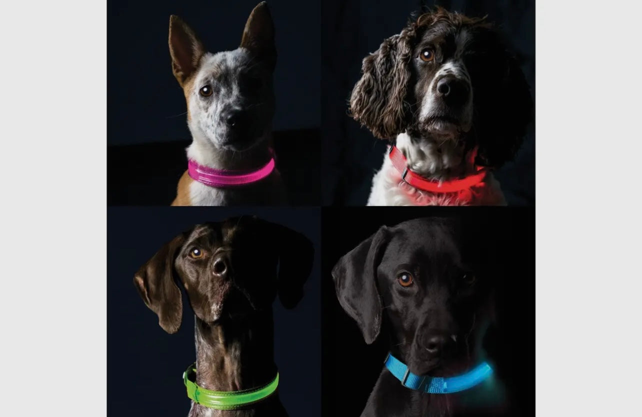 Led Safety Light-Up Dog Collar