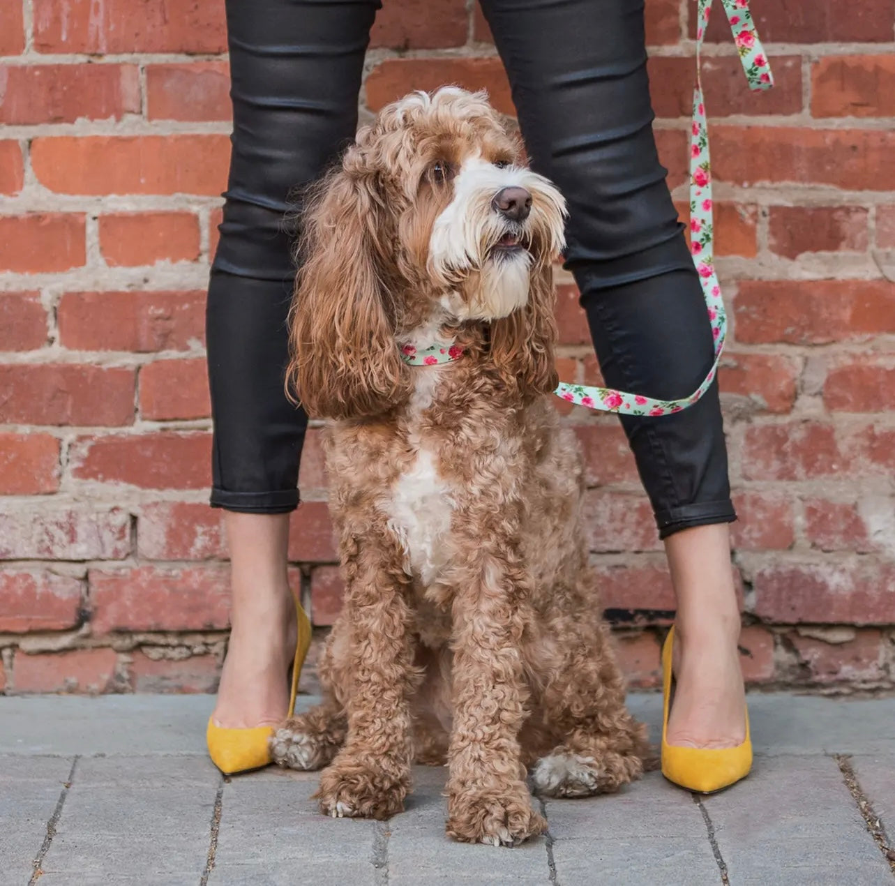 Petal Paws Floral Dog Leash
