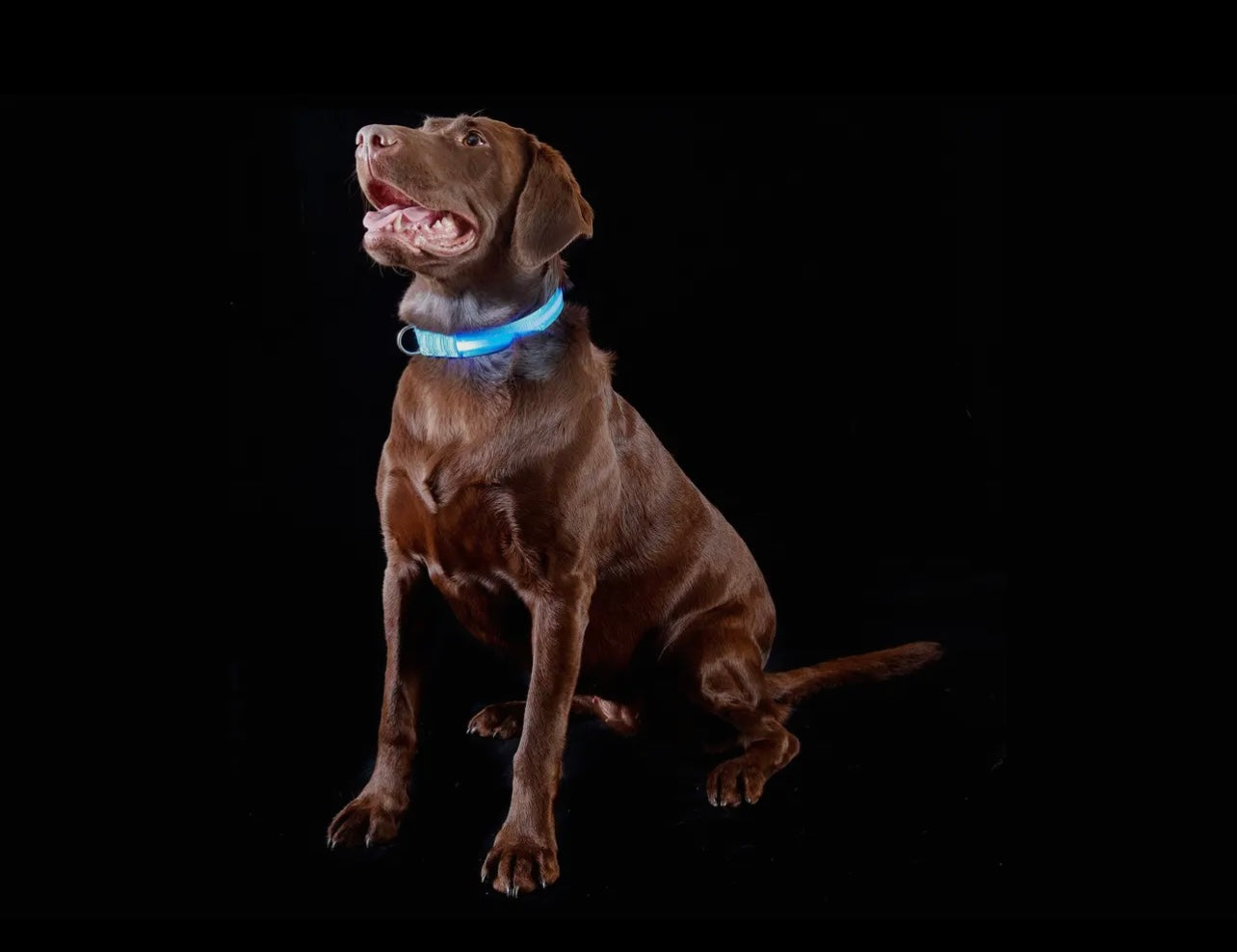 Led Safety Light-Up Dog Collar
