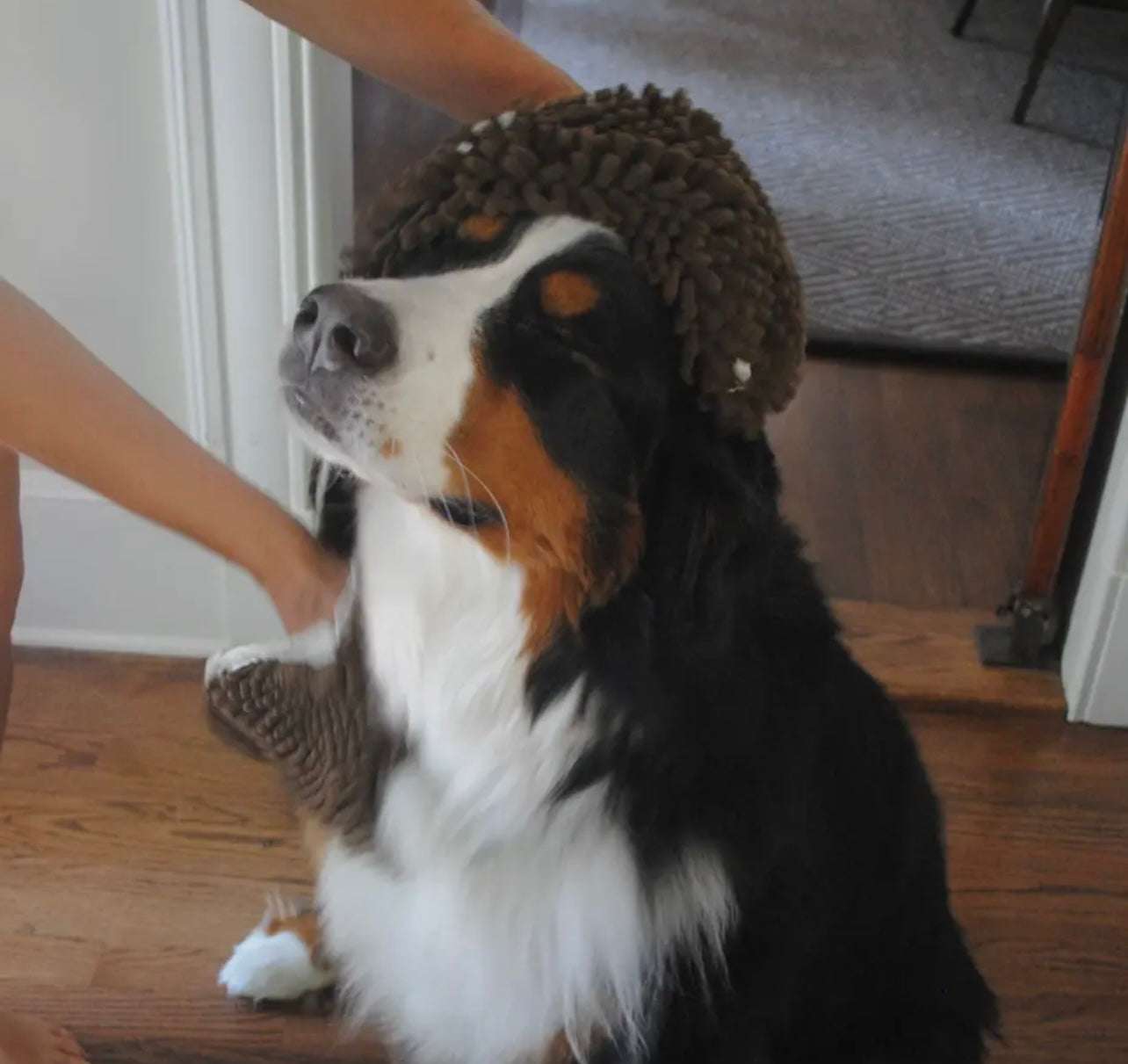 Soggy Doggy Super Shammy