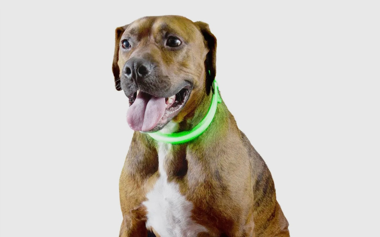 Led Safety Light-Up Dog Collar