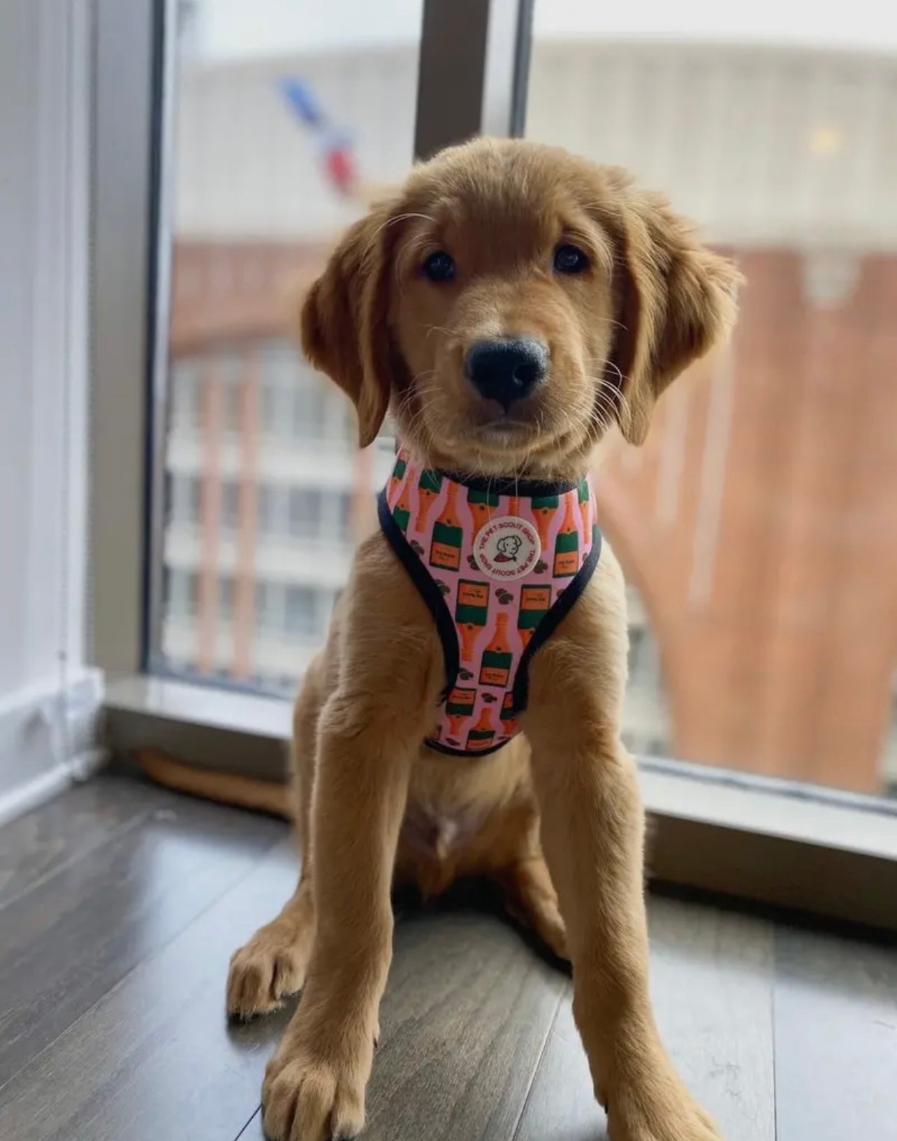 🥂✨ Champagne Reversible Dog Harness