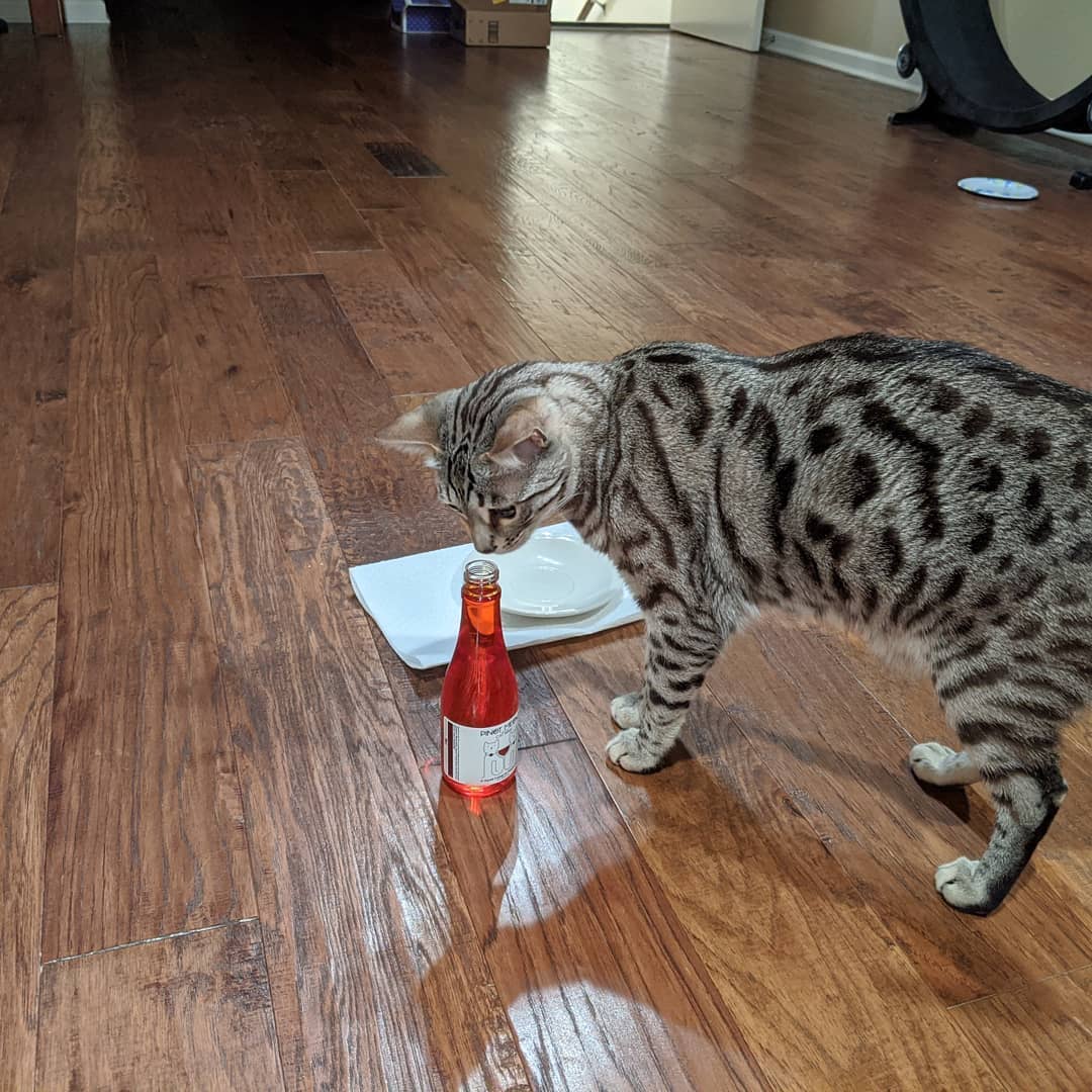 Pinot Meow Cat Wine