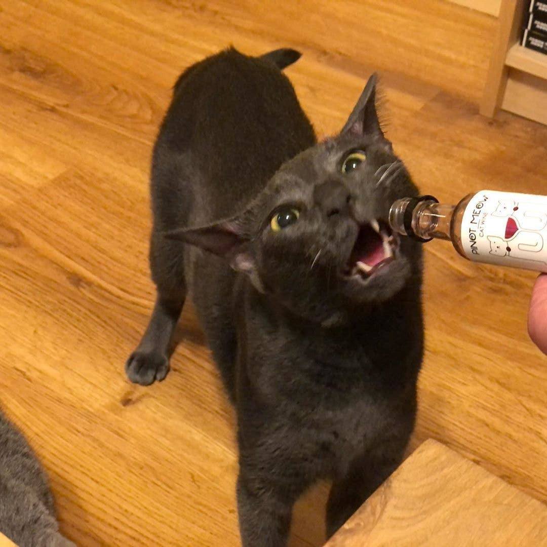 Pinot Meow Cat Wine