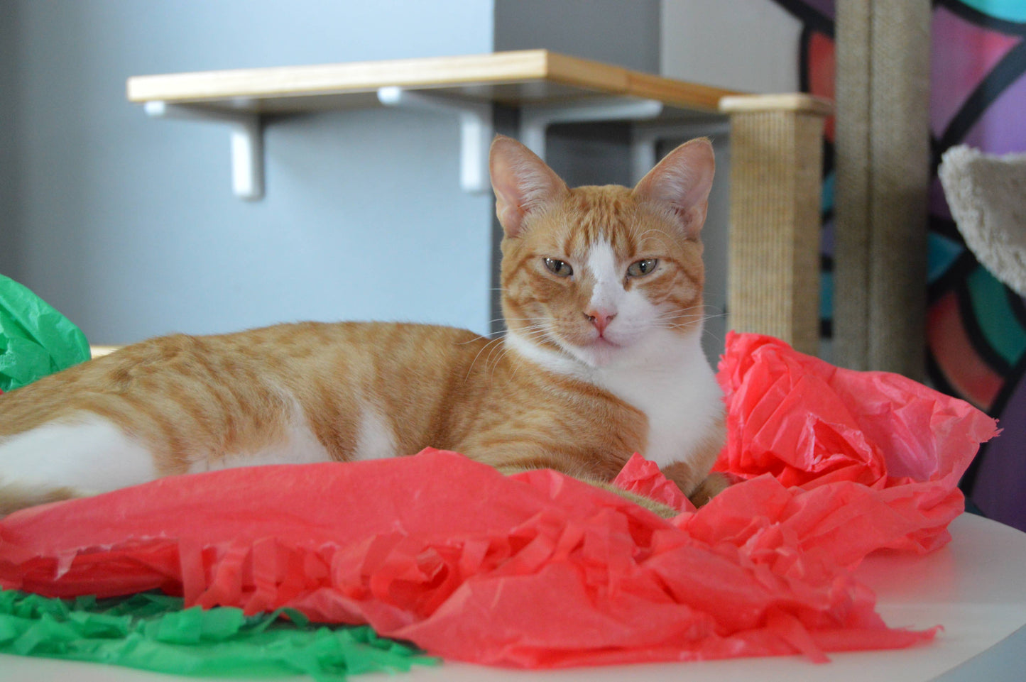 Magic Carpet - Play Tent for Cats