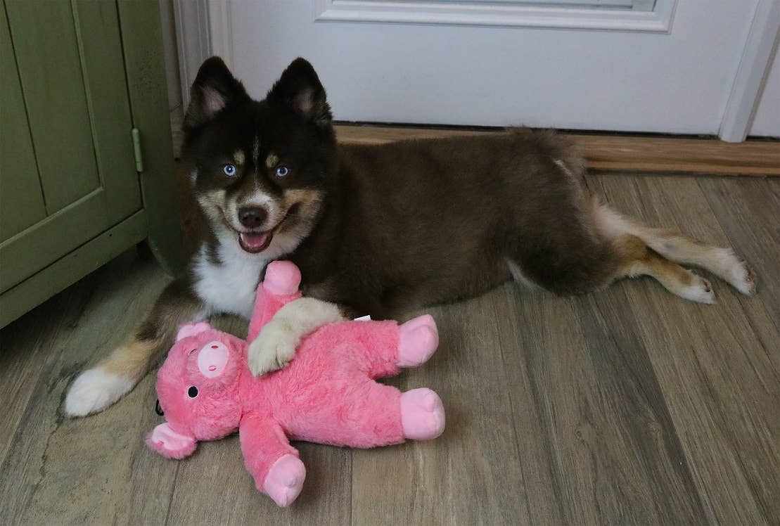 🐷💗Dalton the Pig Dog Toy