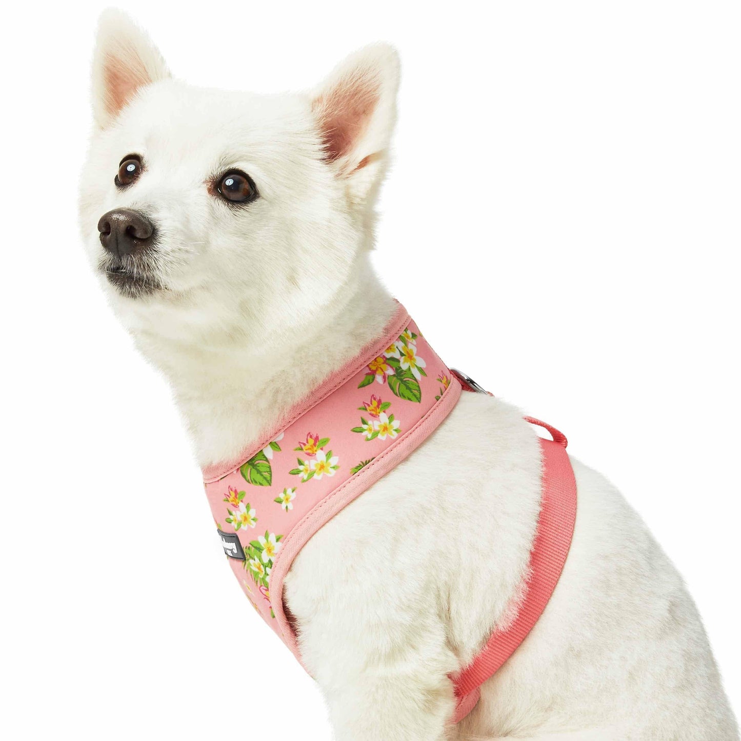 2 Colors, Tropical Yellow Plumeria Flower Dog Harness Vest