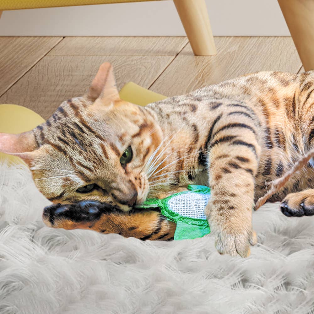 Scratch Square Feline