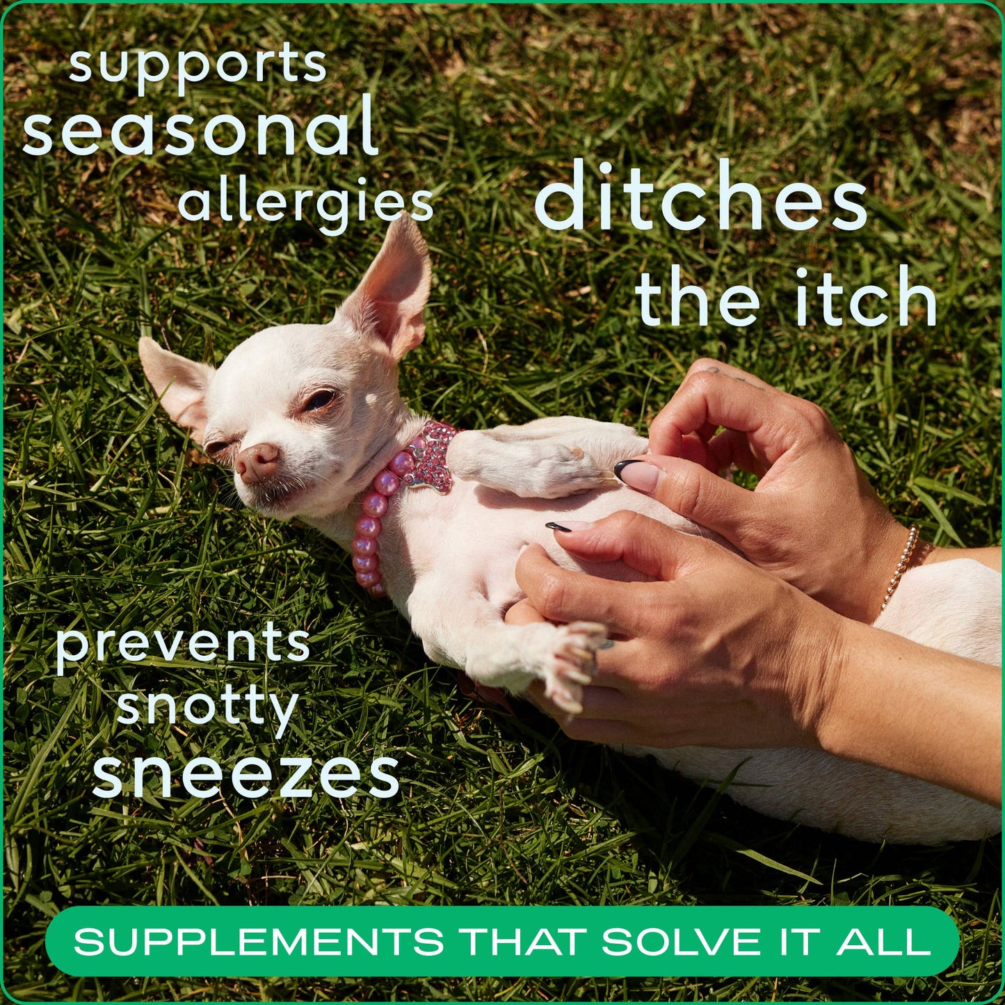 Allergy & Immune Chews