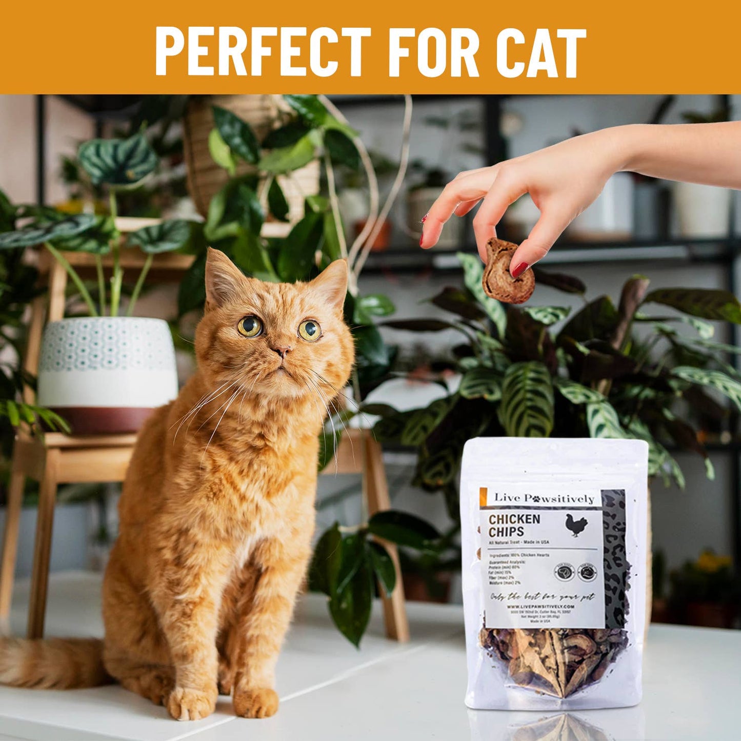Chicken Chips For Dogs & Cats