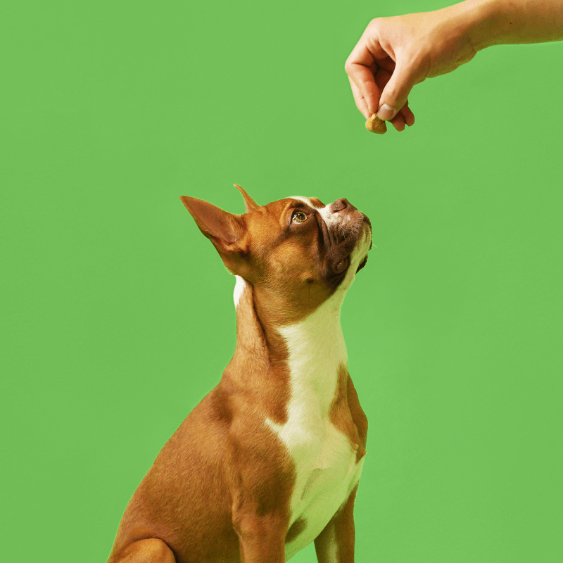 Probiotic 4 Billion Soft Chew Treats for Dogs