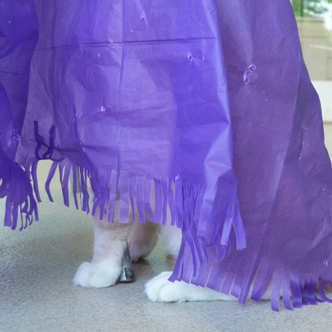Magic Carpet - Play Tent for Cats
