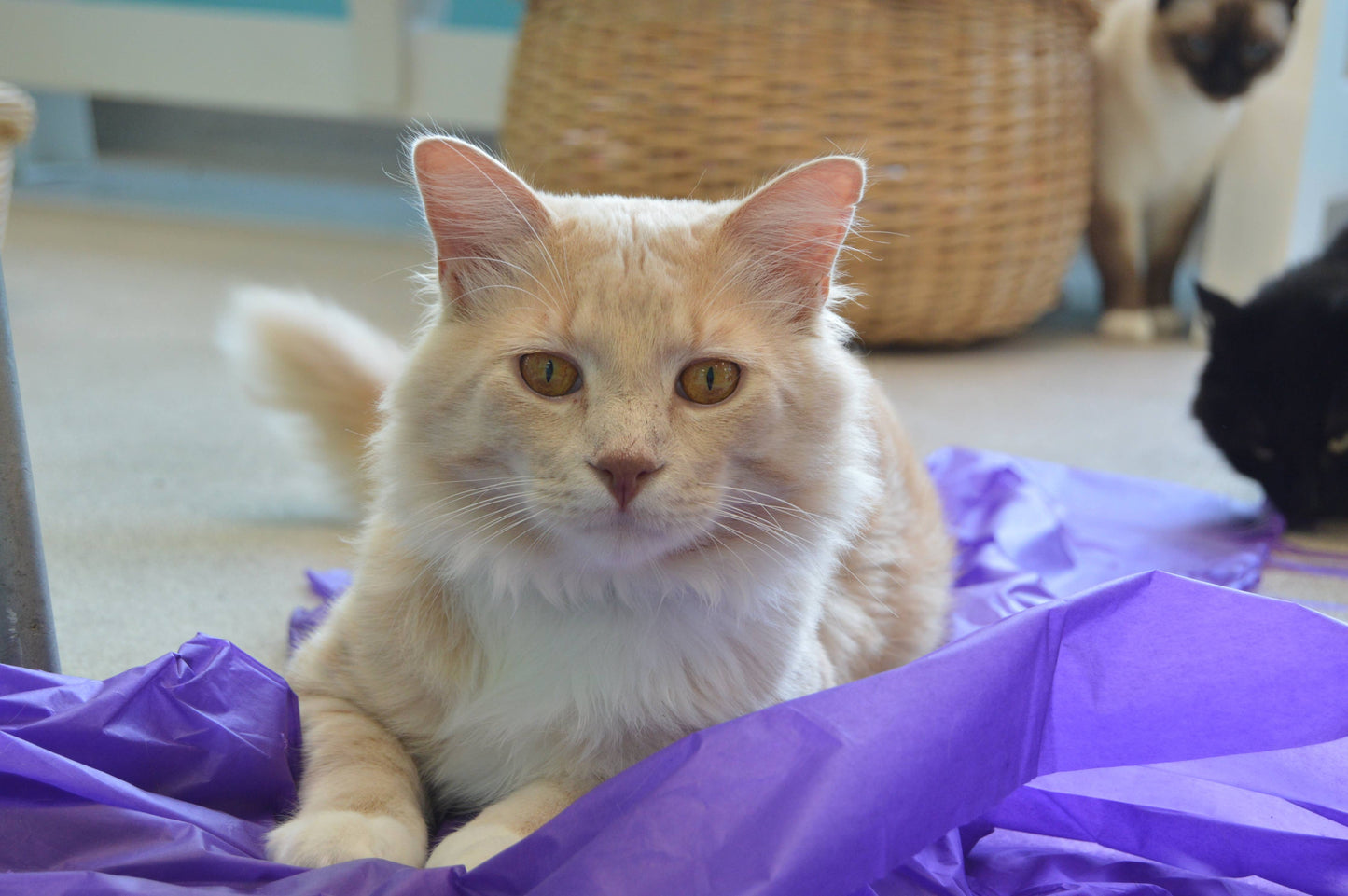 Magic Carpet - Play Tent for Cats