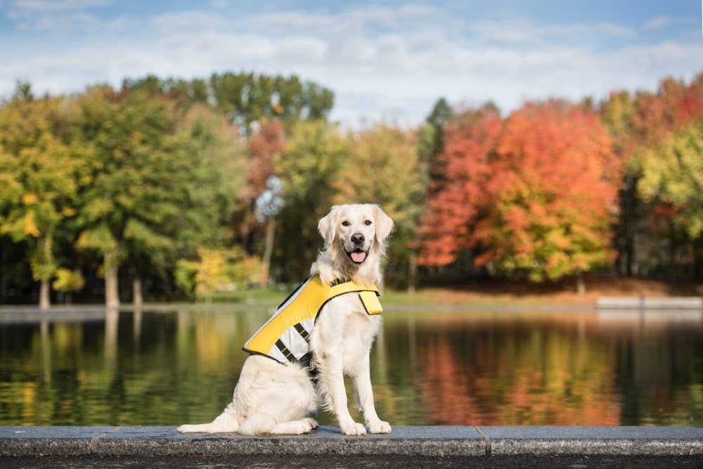 GF Pet Life Vest: Yellow