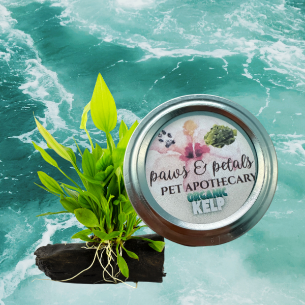 🌊Organic Kelp Supplement
