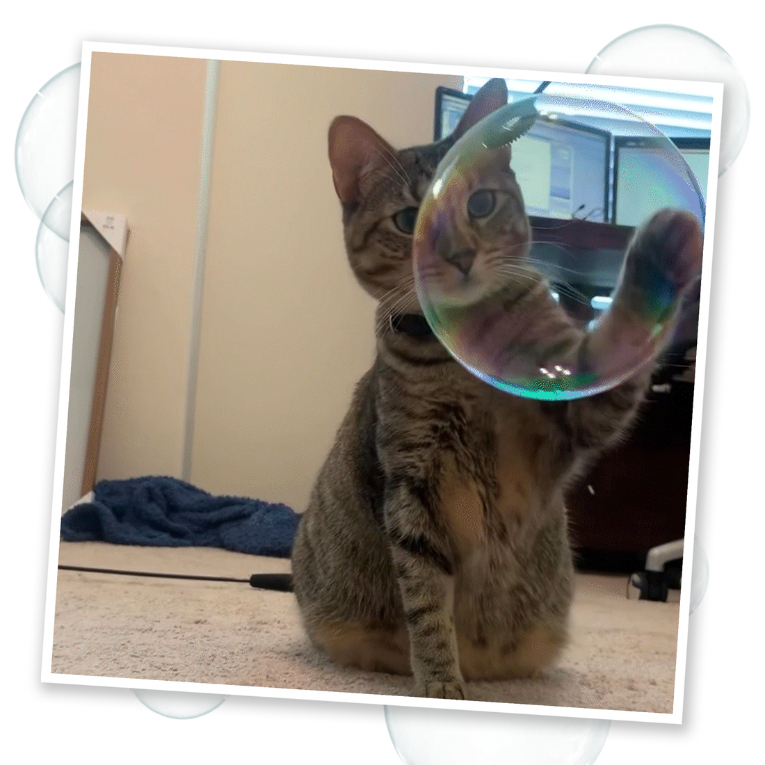 Cat playing with a bubble