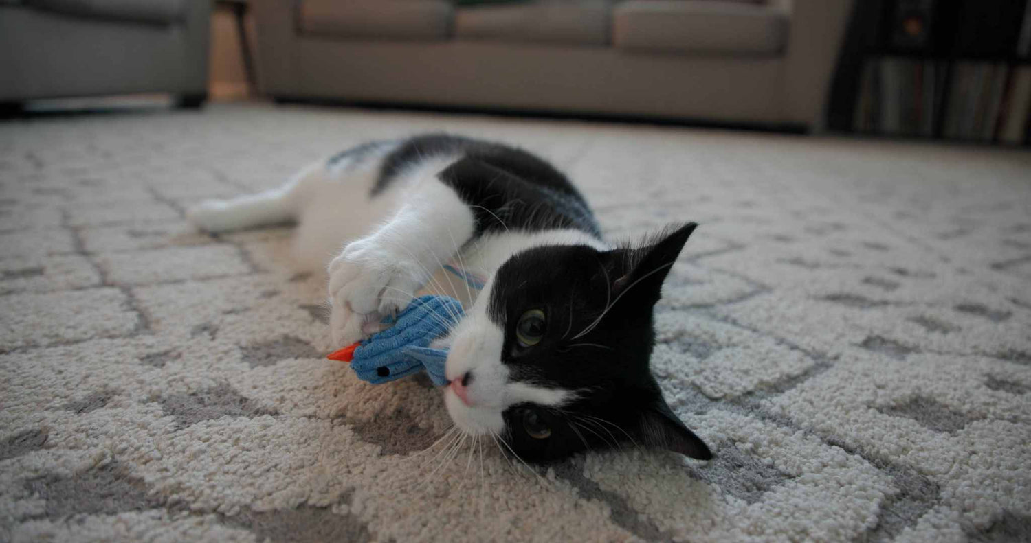 Cat Toys